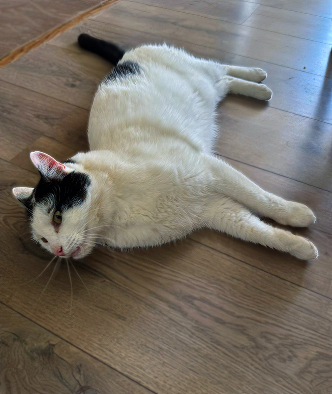 Человекоориентированный Белый