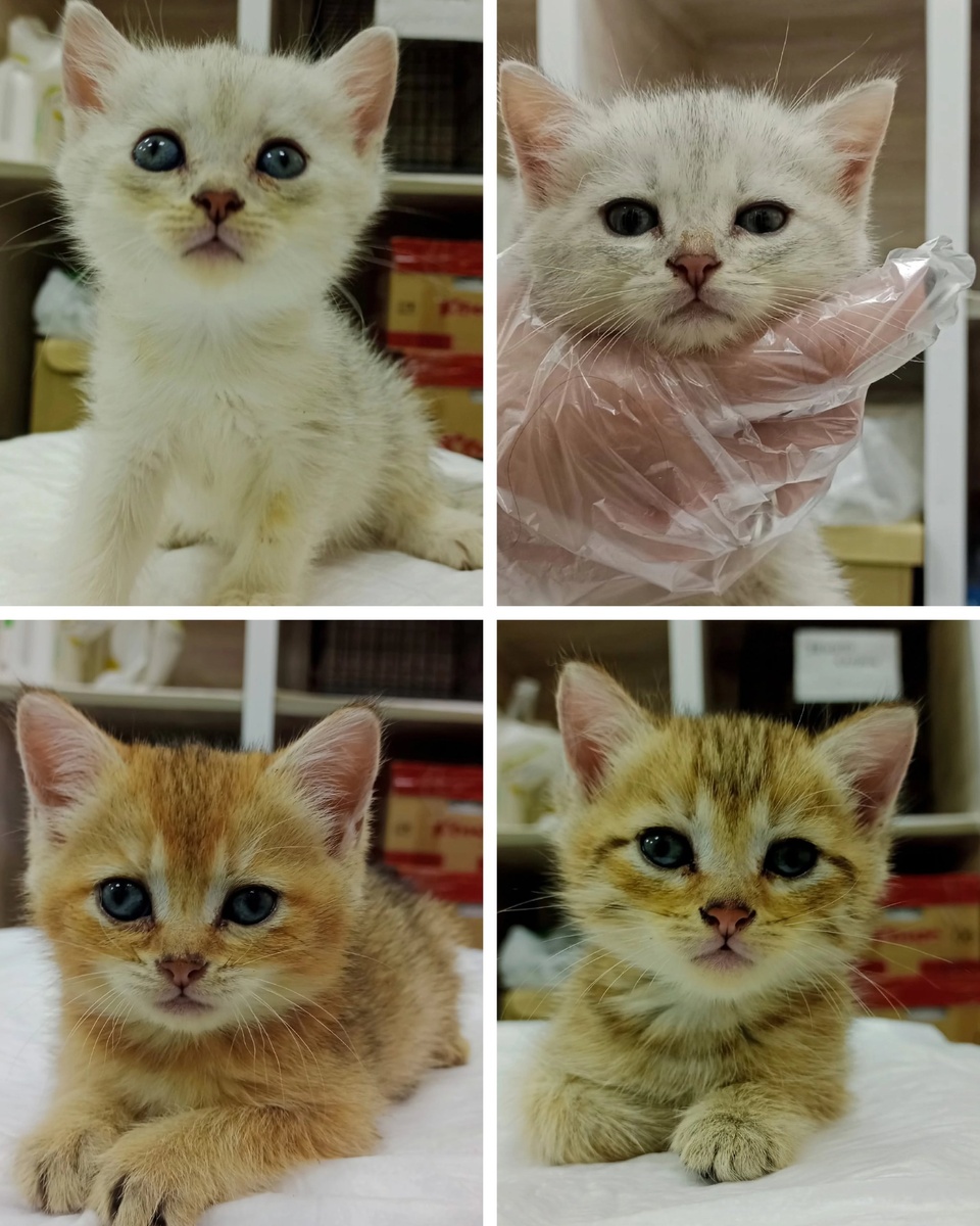 Данута, Ягенка, Савунья, Чоко