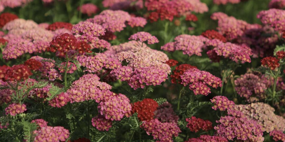 5 многолетников, которые я больше никогда не буду поливать: сами вытеснят сорняки и переживут засуху