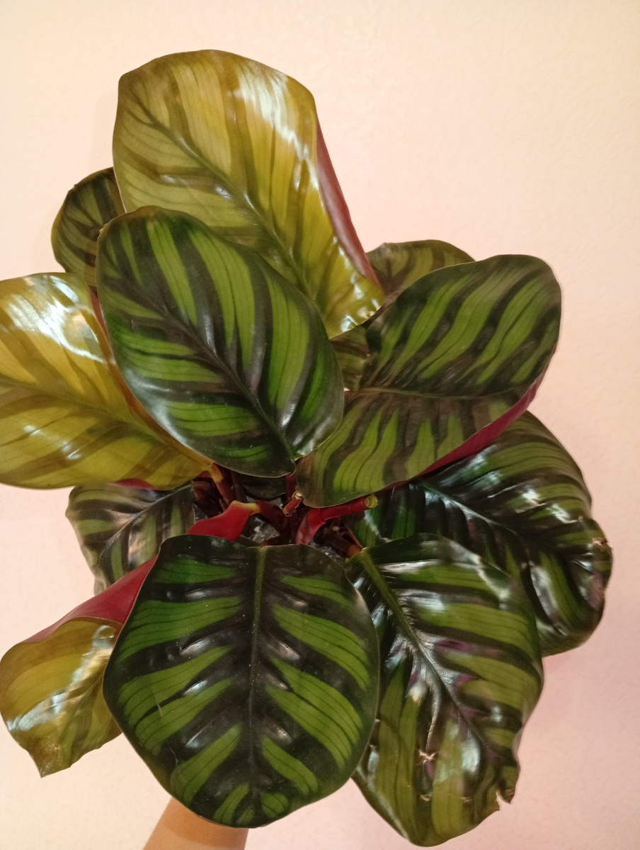 А «калатея Фасциата» — Goeppertia fasciata. 