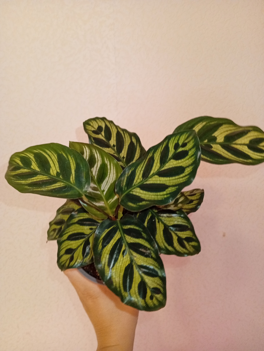 Так,  «калатея Макоя» теперь Goeppertia makoyana.