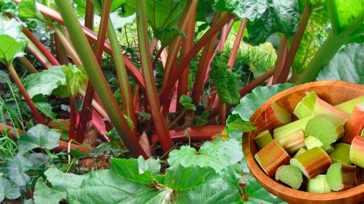 Ревень – многолетняя крупная трава.