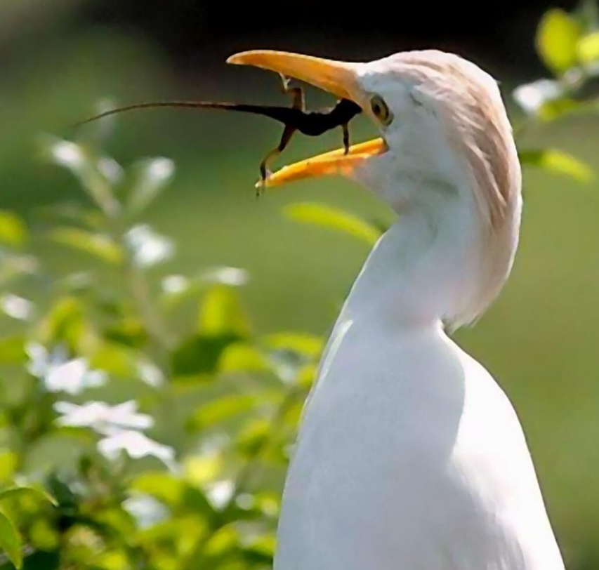 Источник https://in.pinterest.com/pin/300685712618520123/