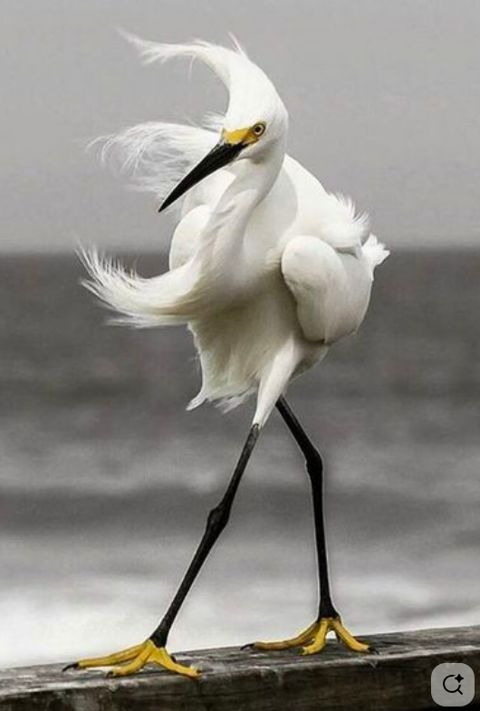 Источник https://in.pinterest.com/pin/3588874697139089/