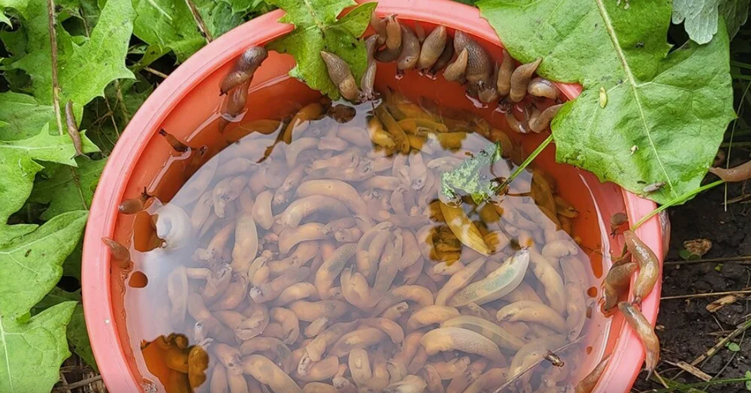 Небольшая ёмкость с пивом гарантированно привлечёт множество слизней. 