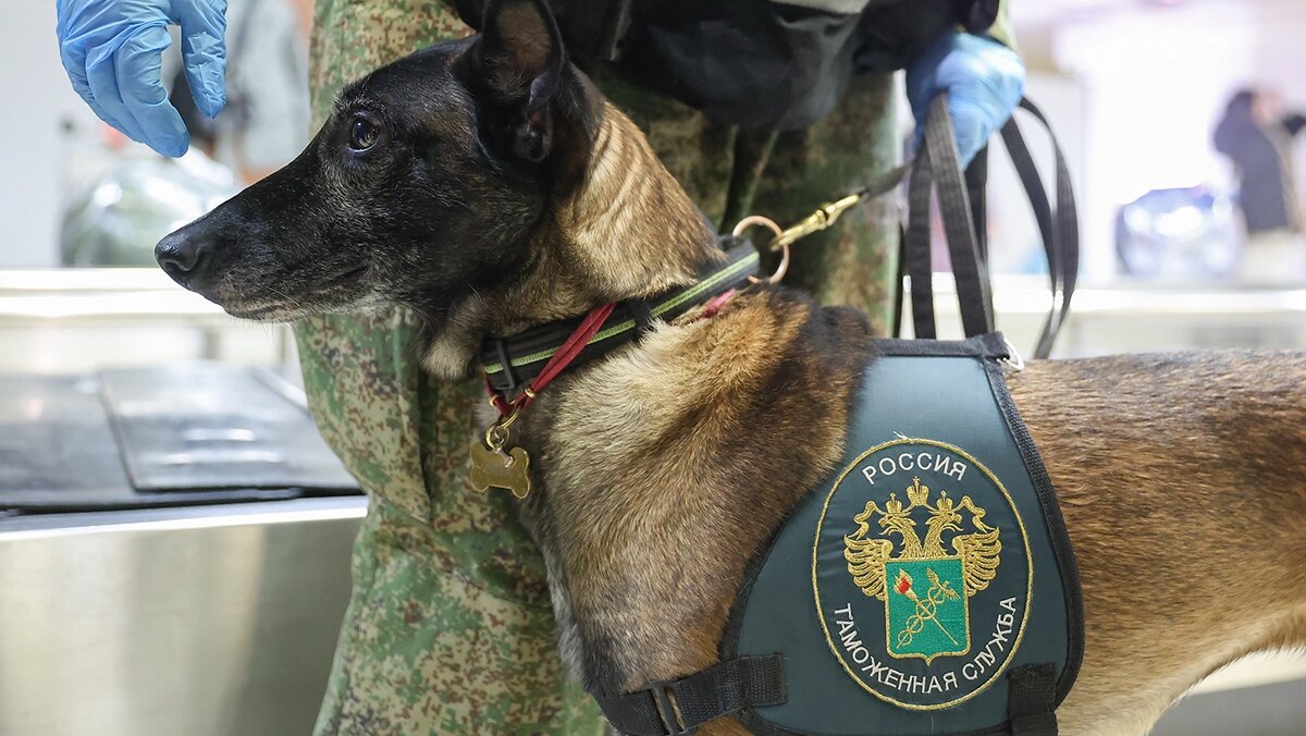   Донат Сорокин / ТАСС- Архивное фото