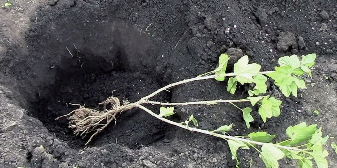 Сажаем смородину осенью: почему сентябрь — лучшее время для идеального урожая