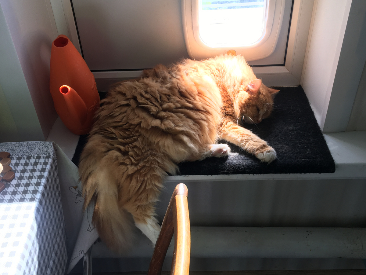 Беша спит. Фото автора