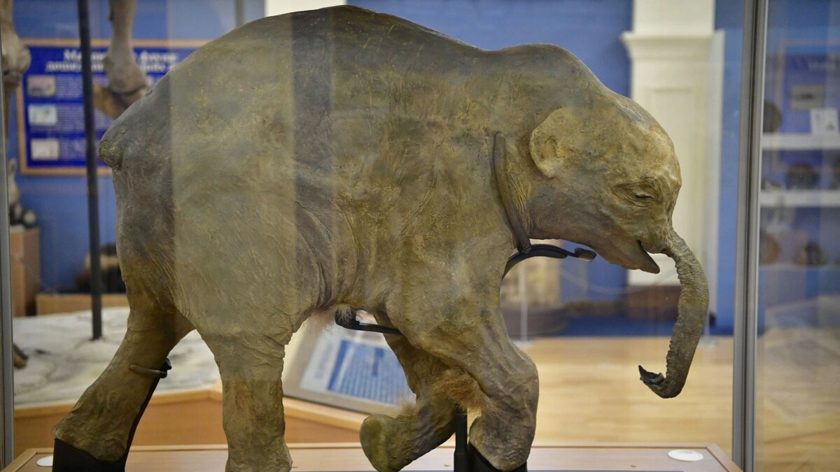    Фото: Андрей Ткачев / «Ямал-Медиа»