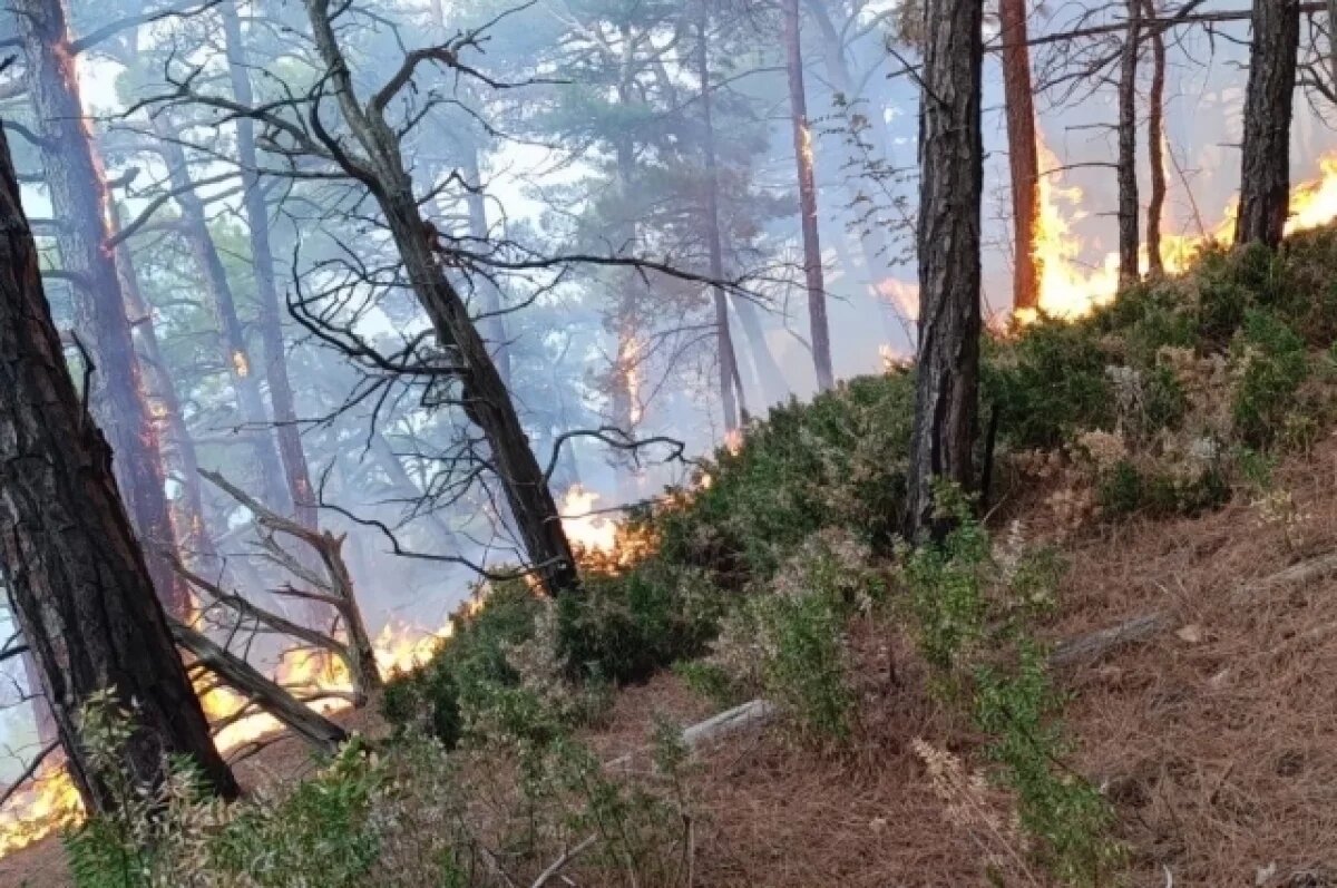    Площадь пожара под Геленджиком увеличилась до 14 га