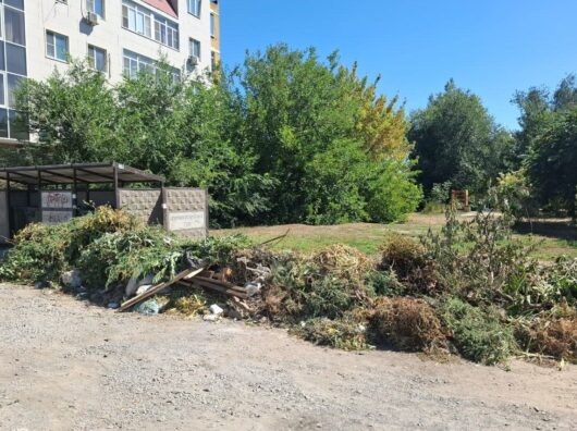    ветки нельзя будут выбрасывать в мусорные контейнеры // фото: donland.ru