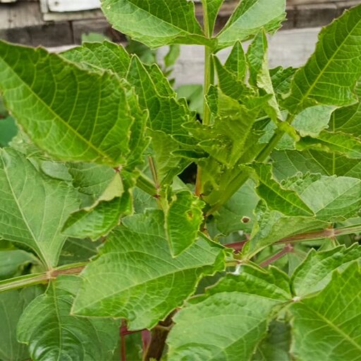   Георгины, перекормленные азотом, цвести не будут Наталья Андросенкова