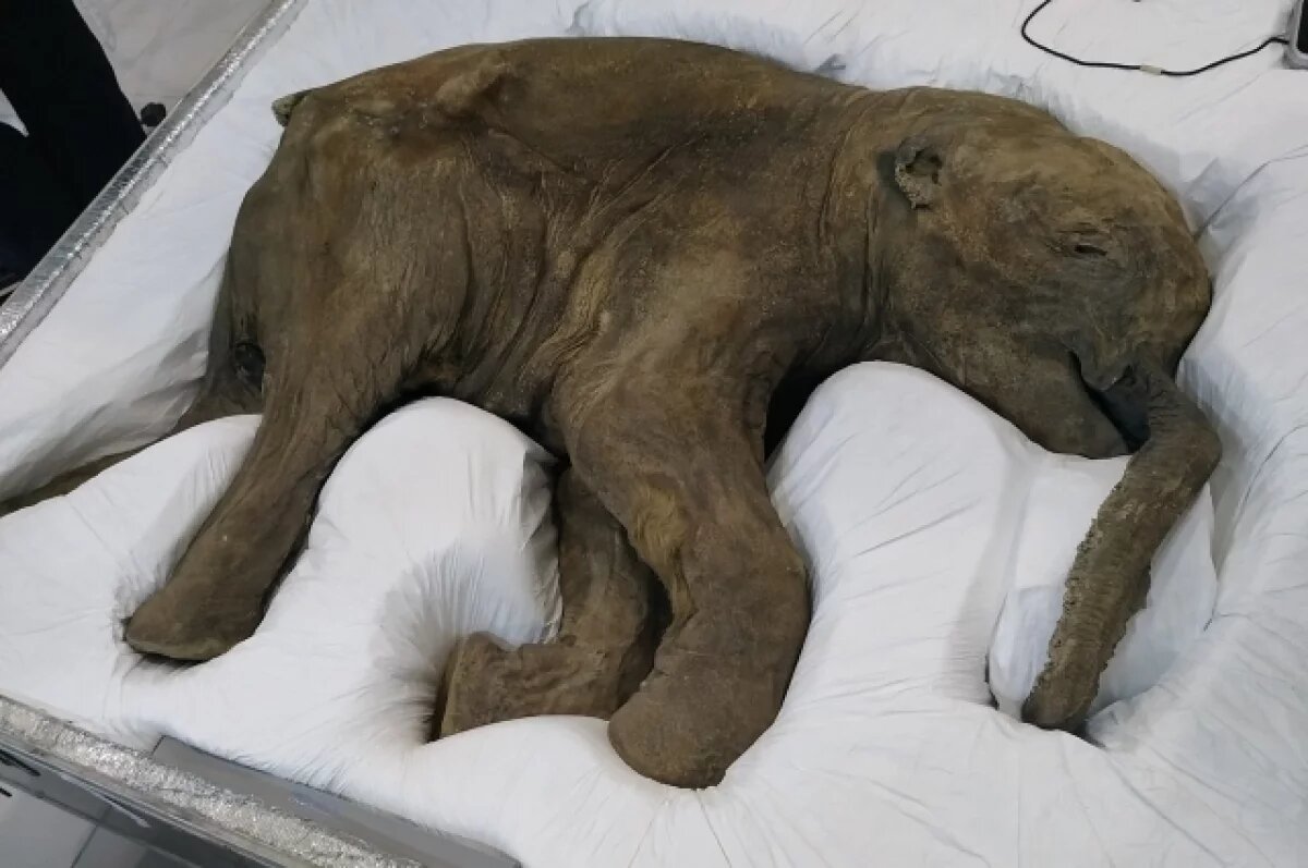    Мамонтенок Люба приехал в Ноябрьск на юбилей города