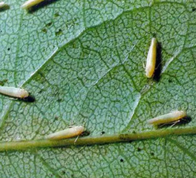 Цикадка на виноградном листе. 