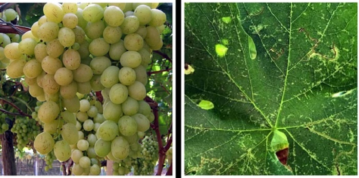 На фото гроздь винограда с остатками жизнедеятельности цикадки и лист, повреждённый ею. 