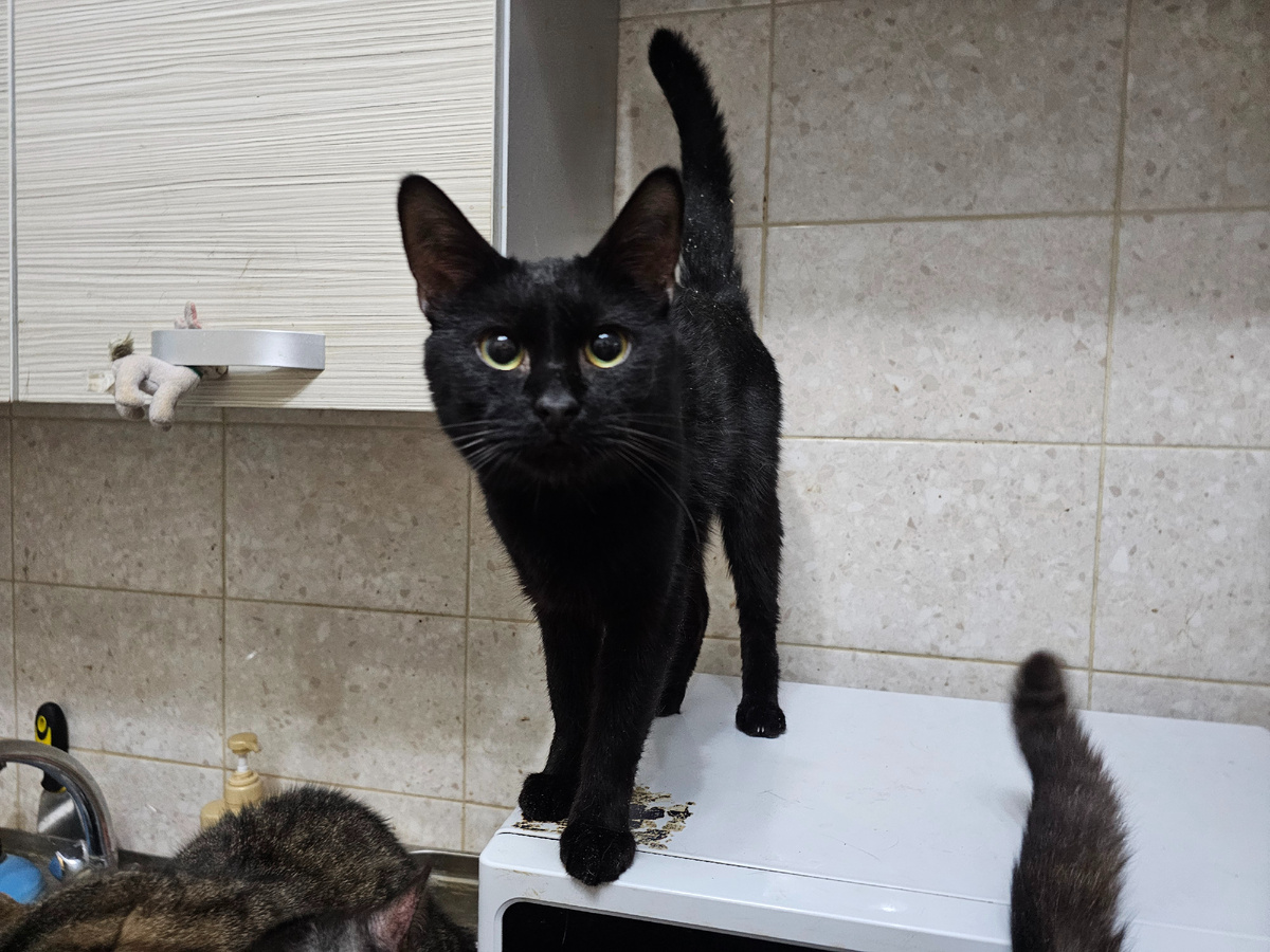 Фото автора. Фарик совсем худым стал. Помогите попасть к врачу.