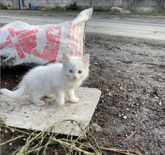 Котёнка оставили умирать возле мусорных контейнеров...