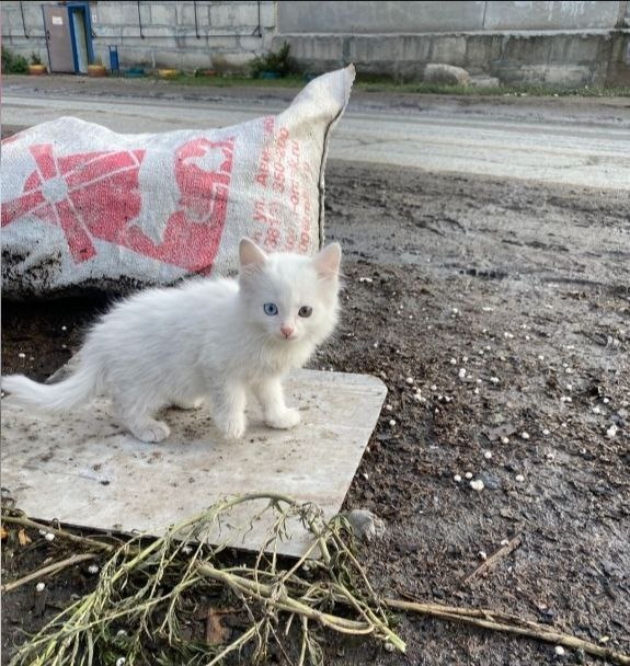 Сердце сжалось от жалости при виде этого крошечного, трепещущего клубочка шерсти...