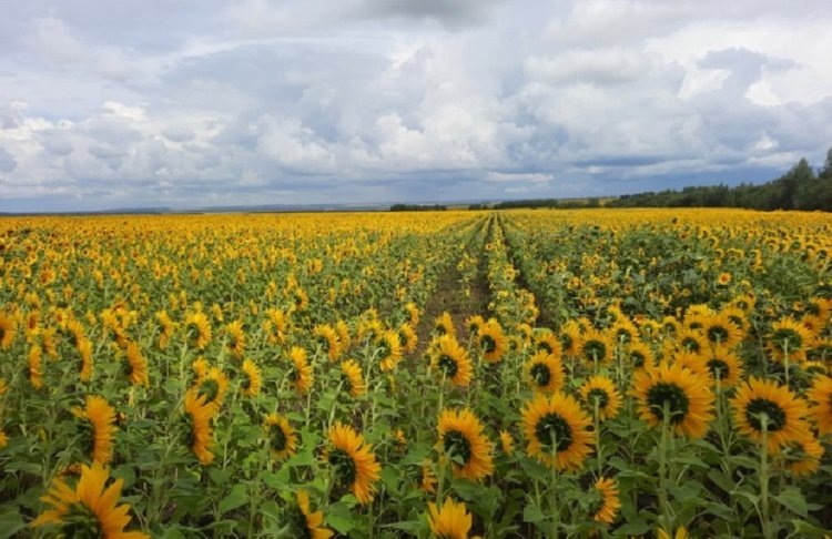    Фото: Служба по связям с общественностью Управления Россельхознадзора по Республике Мордовия и Пензенской области