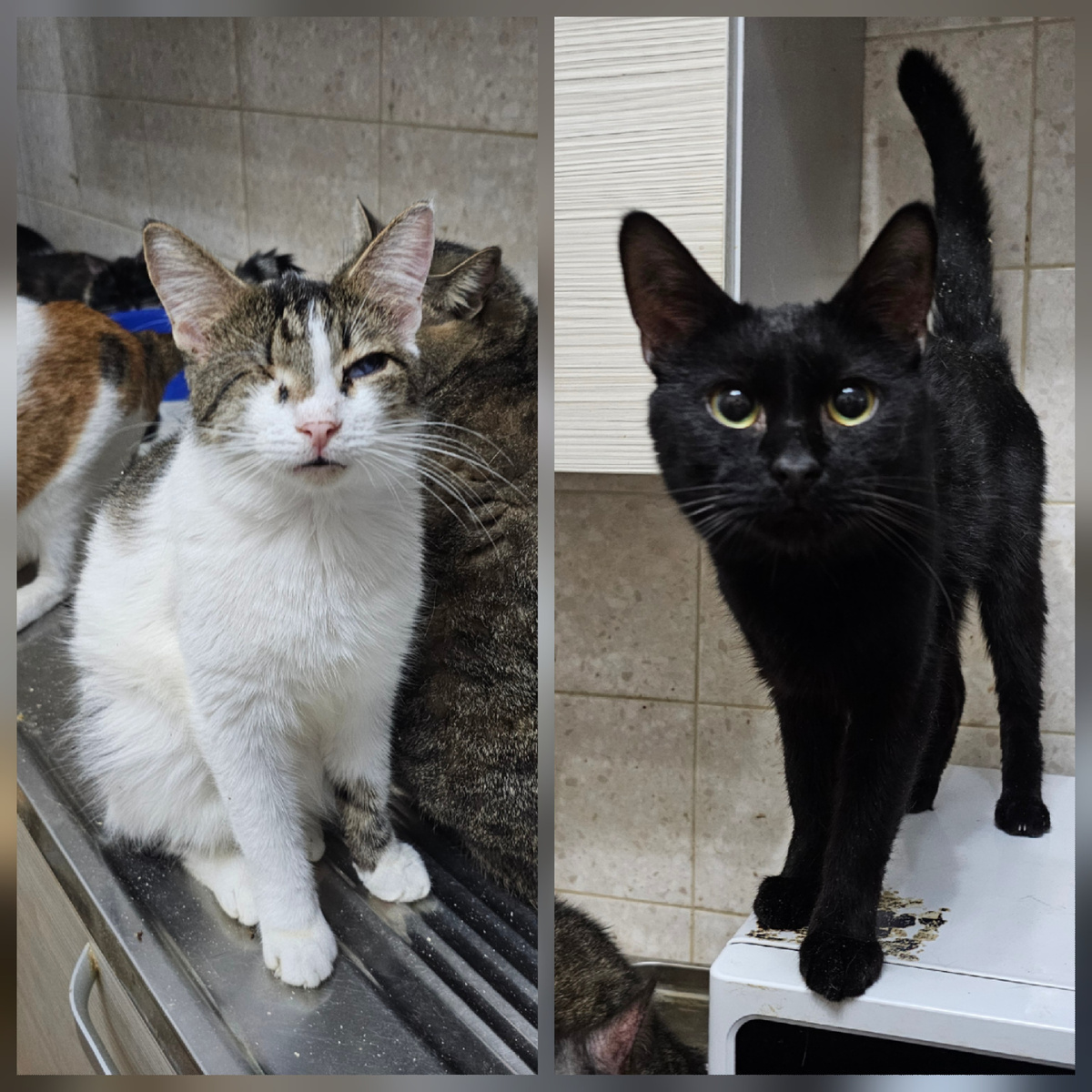 Фото автора. Цветик и Фарик нуждаются в помощи.