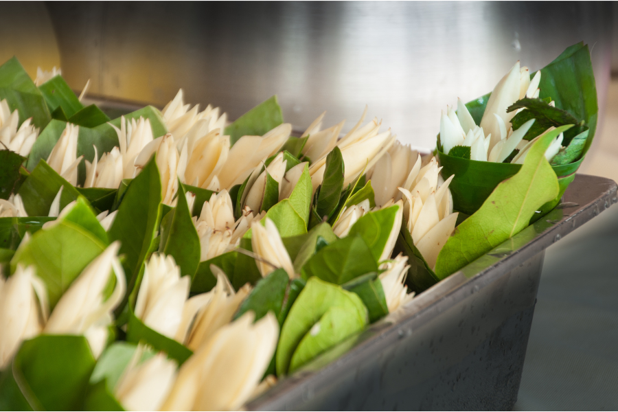 Цветы и листья магнолии для эфирного масла