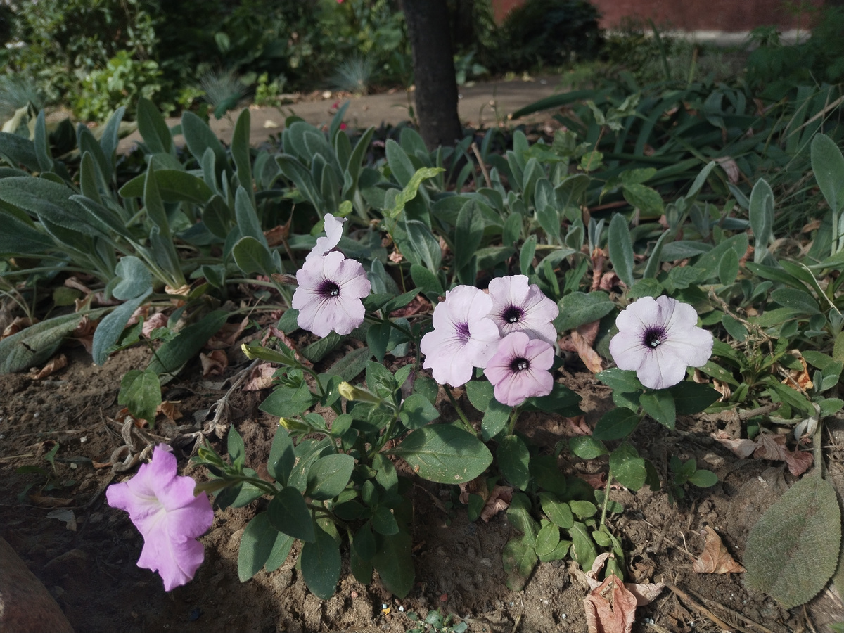 Самосевная петуния начала цвести только на этой неделе