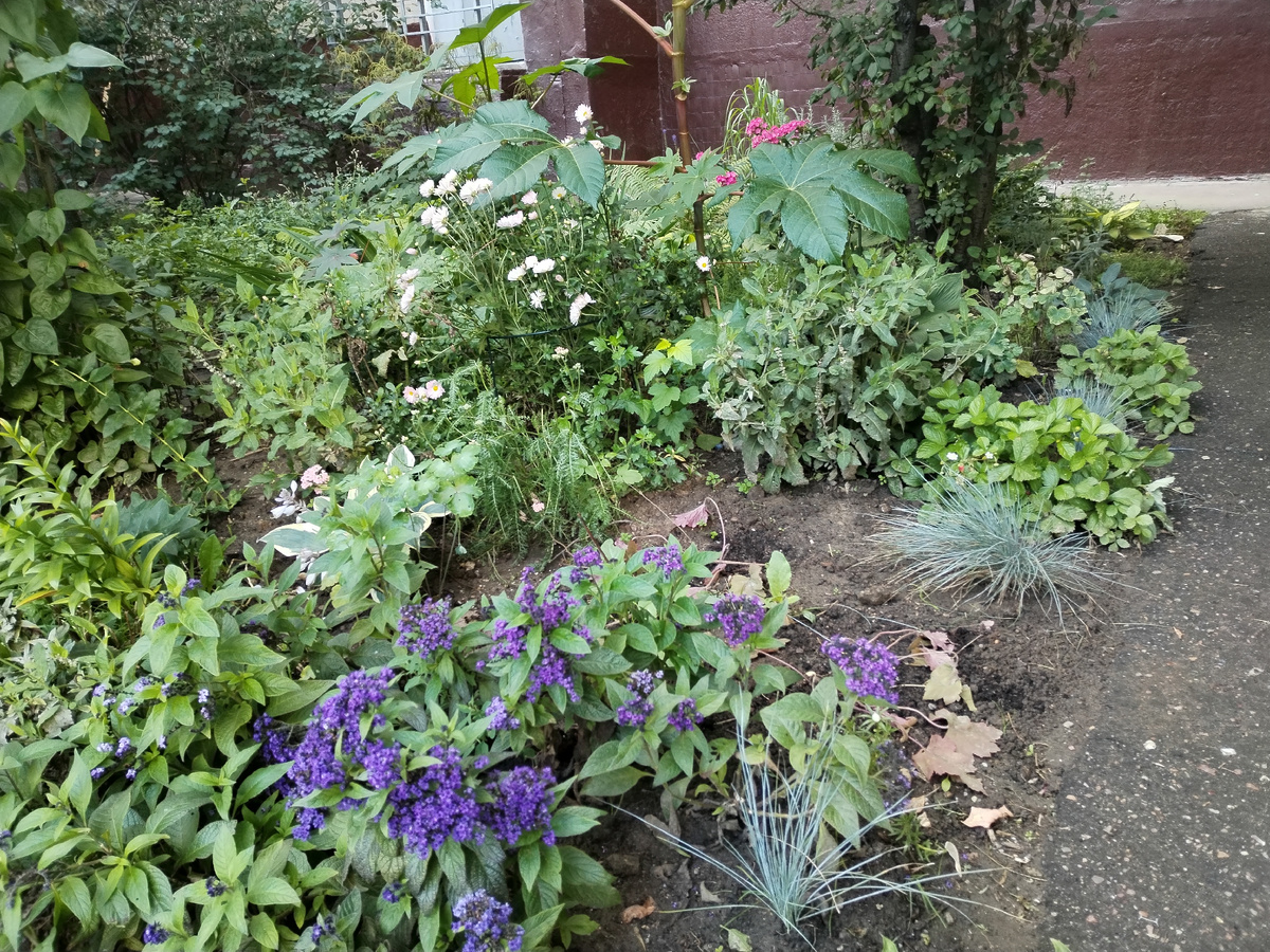 Четыре овсяницы видно вдоль дорожки