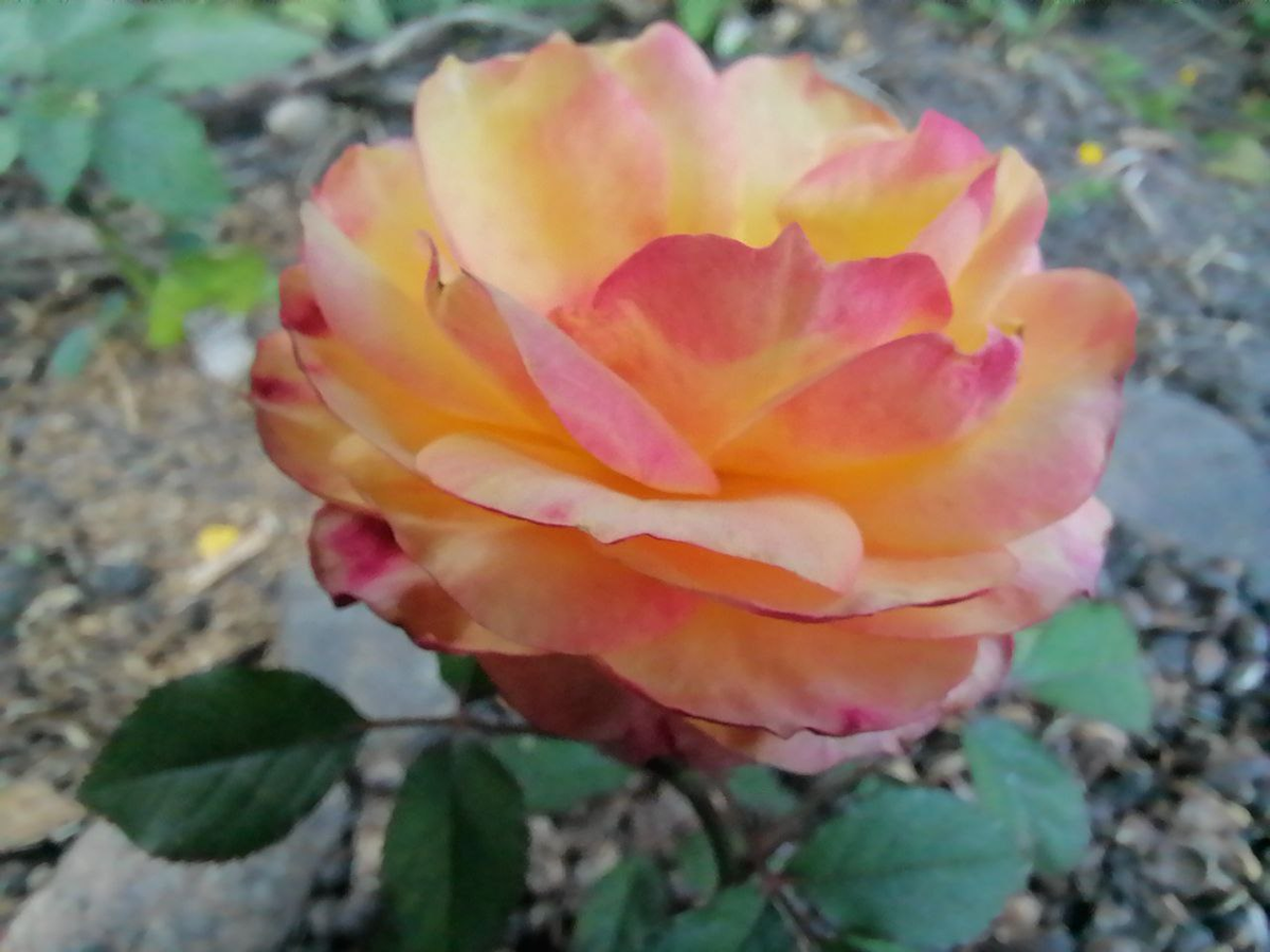 Цветение розы Кордана, фото автора