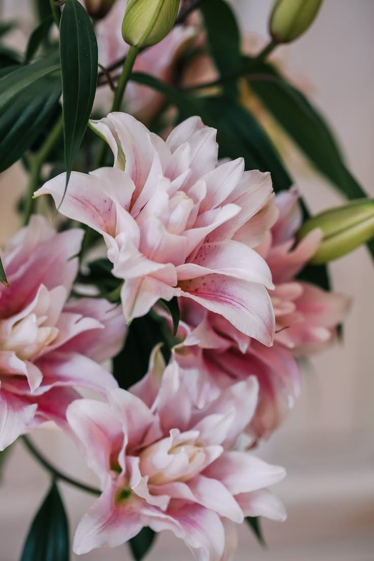 Чистая нежность ❤️ Фото из личного архива автора.