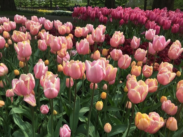 Фото из общедоступных источников