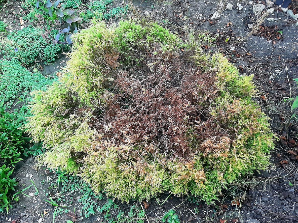 Выкопанная она ещё хуже выглядит