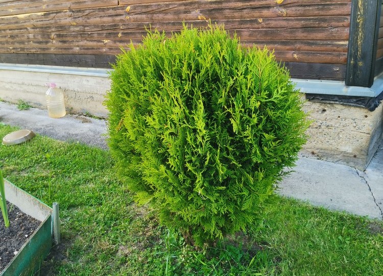 Осенние мероприятия по уходу за хвойными деревьями