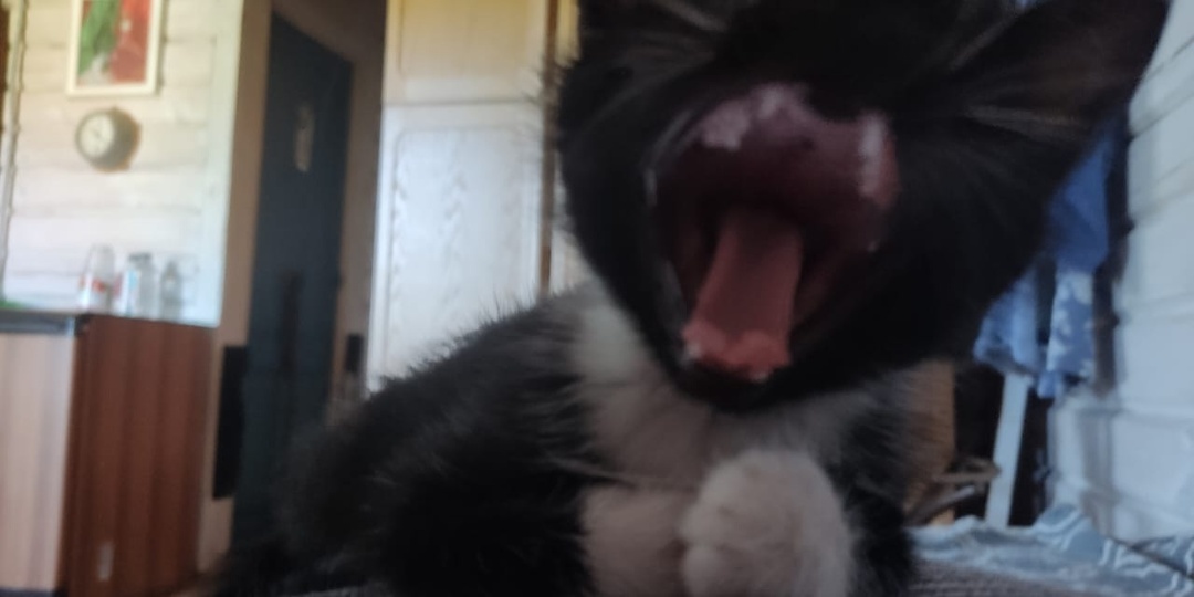 С двух недель на передержке