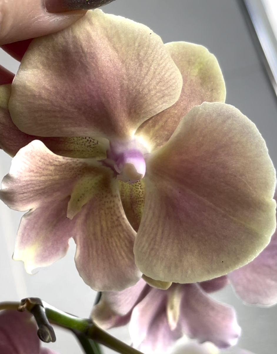 Орхидея фаленопсис Осенний Ветер Биг Лип / Phalaenopsis Autumn Wind Big Lip. Орхидеи С Еленой Кузнецовой
