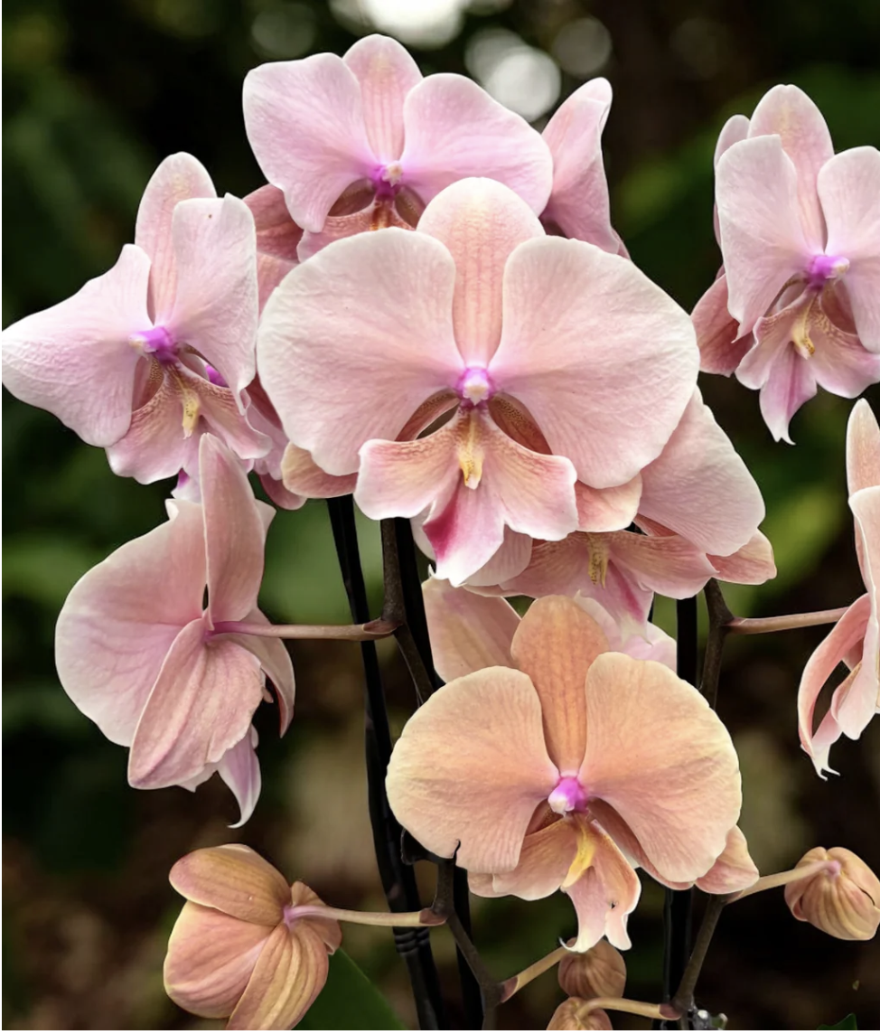 Phalaenopsis Autumn Wind Big Lip. Фото из инета