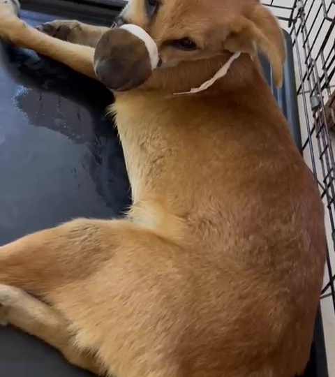 Нашли травмированную собачку. Просим помочь с лечением, после лечения она поедет жить в приют.