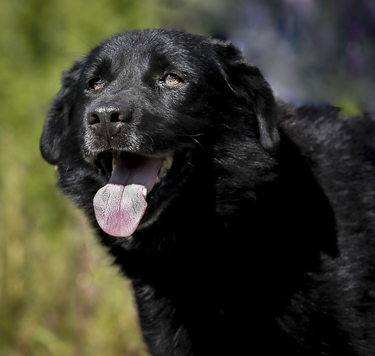 Вот по такому пиарному фото, размещенному в каталоге нашего приюта, Светлана и нашла своего Сабуро. Тогда еще Черныша