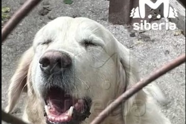    Фото: скриншот видео Mash Siberia