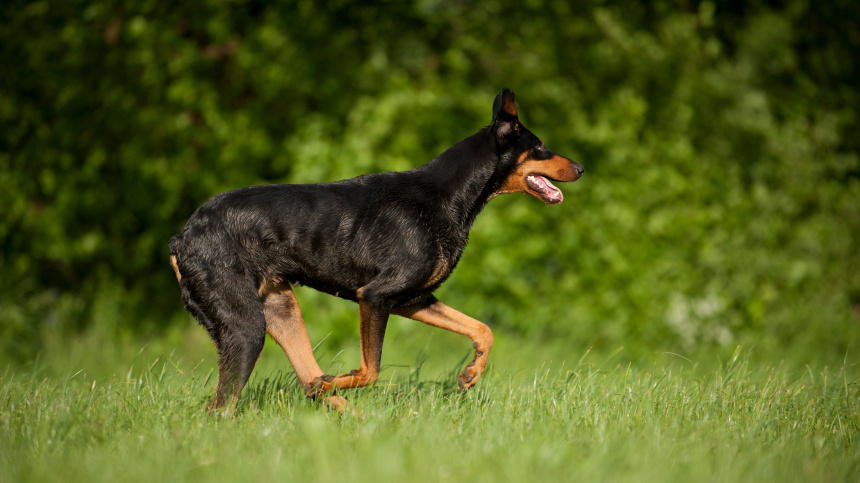    Фото: www.globallookpress.com/Alexandra Pfau; 5-tv.ru