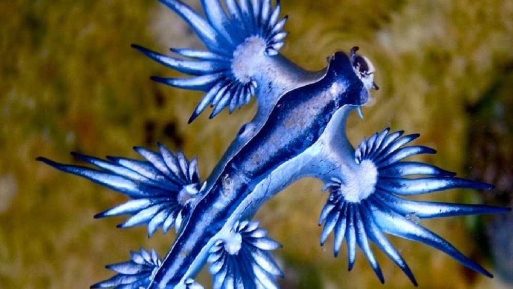     Фото: Sylke Rohrlach/Wikimedia Commons/CC BY-SA 3.0