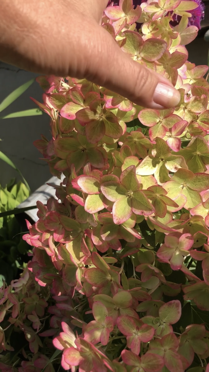 Измеряю побег Металлики, конец августа 2025