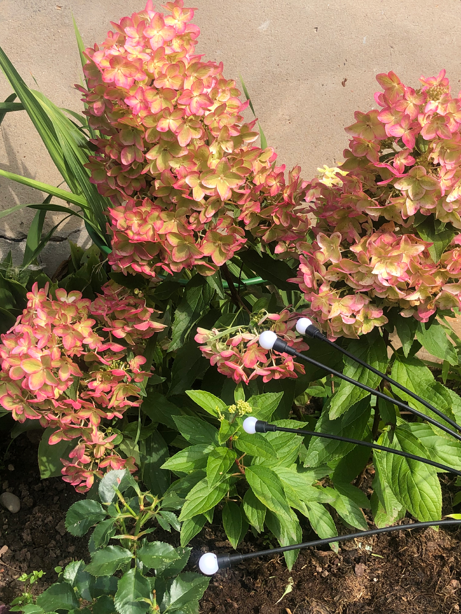 Гортензия Металлика, конец августа 2025