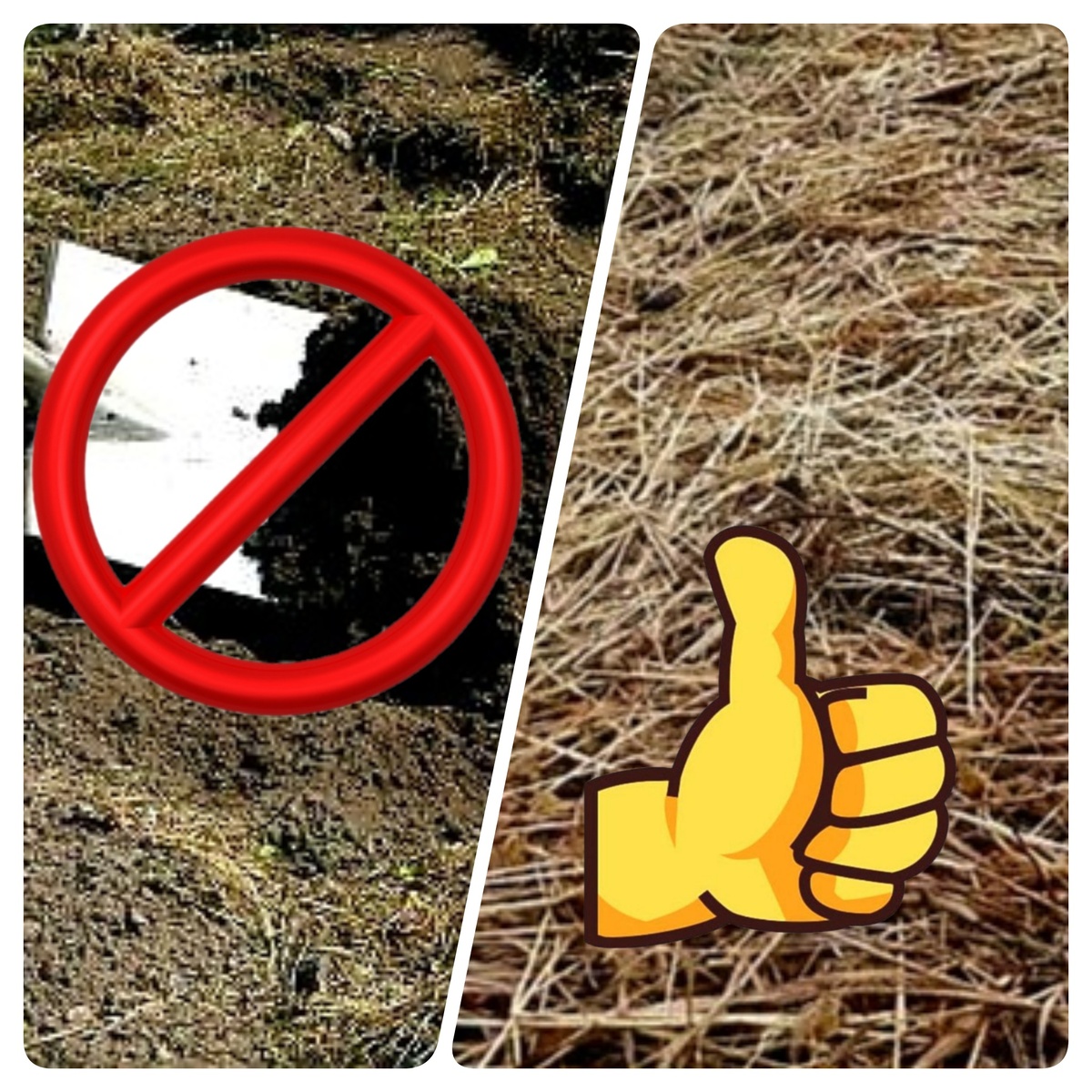 Система нулевой обработки почвы или No-till. Фото: Андрей Л.