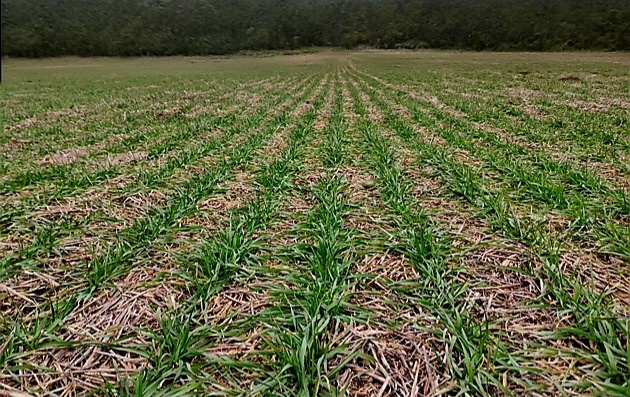 Система нулевой обработки почвы или No-till. Фото: Андрей Л.