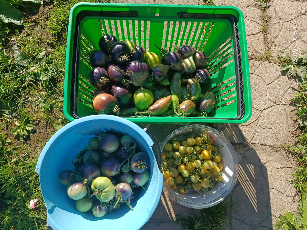 Остатки. Спелые помидоры все вчера сняла