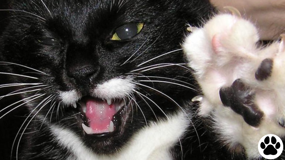 Только подойди!