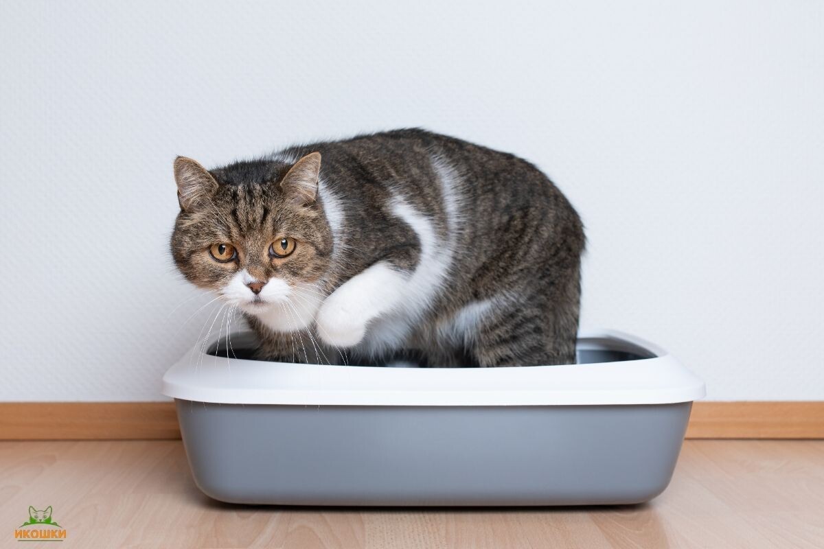 Кот в лотке 