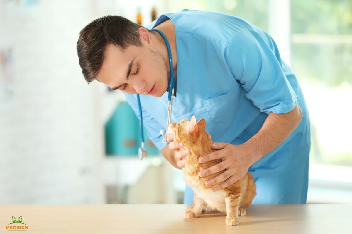 Кот у врача 