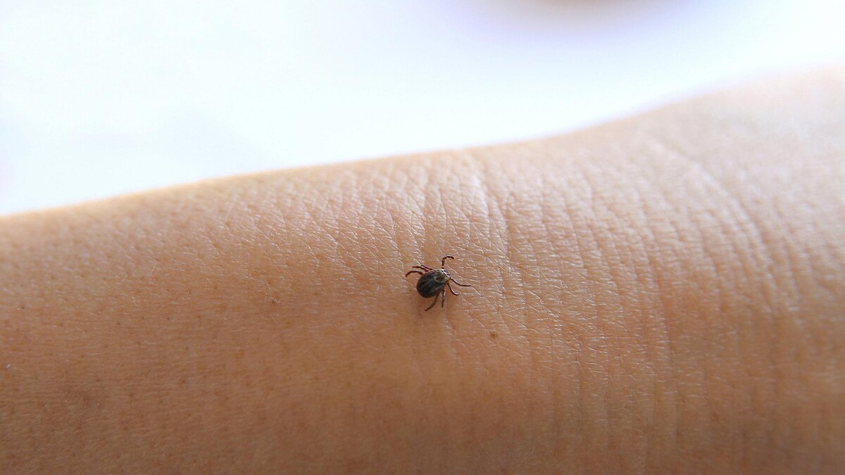    Фото: IMAGO/R. Rebmann/globallookpress.com