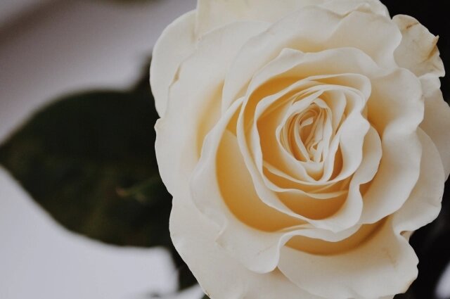    Родители предпочитают покупать один цветок, вместо целого букета. Фото: АиФ/ Ксения Матвеева